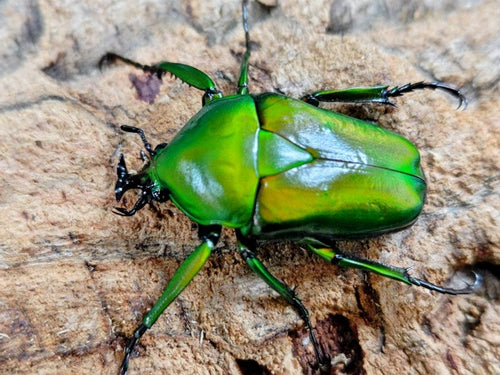 ミカンスオオツノカナブン – クワガタムシ・カブトムシ昆虫専門店COLORS