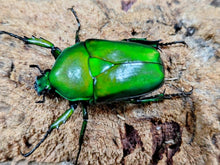 画像をギャラリービューアに読み込む, ミカンスオオツノカナブン カメルーン 産 ペア（累代CB ♂Freemm 2026/1 ♀Freemm 2026/2）
