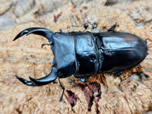 画像をギャラリービューアに読み込む, 国産オオクワガタ(大阪府産) 大阪府 枚方市産 ペア（累代WF1 ♂63mm 2025/8 ♀A'43(顎先欠け)mm 2025/8）
