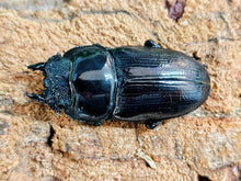 画像をギャラリービューアに読み込む, 国産オオクワガタ(大阪府産) 大阪府 枚方市産 ペア（累代WF1 ♂63mm 2025/8 ♀A'43(顎先欠け)mm 2025/8）

