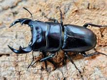 画像をギャラリービューアに読み込む, 国産オオクワガタ(大阪府産) 大阪府 枚方市産 ペア（累代WF1 ♂56mm 2025/8 ♀34mm 2025/8）
