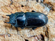 画像をギャラリービューアに読み込む, 国産オオクワガタ(大阪府産) 大阪府 枚方市産 ペア（累代WF1 ♂56mm 2025/8 ♀34mm 2025/8）
