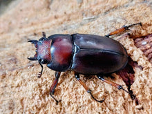 画像をギャラリービューアに読み込む, アスタコイデスノコギリクワガタ亜種pallidipennis インドネシア スマトラ島ベンクール産 ペア（累代WD ♂64mm ♀Freemm ）
