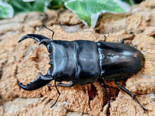 画像をギャラリービューアに読み込む, スマトラオオヒラタクワガタ インドネシア スマトラ島ベンクール産 ペア（累代WD ♂70Upmm ♀Freemm ）
