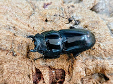 画像をギャラリービューアに読み込む, スマトラオオヒラタクワガタ インドネシア スマトラ島ベンクール産 ペア（累代WD ♂70Upmm ♀Freemm ）
