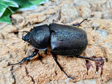 画像をギャラリービューアに読み込む, コーカサスオオカブト(原名亜種) インドネシア ジャワ島アルゴプーロ産 ペア（累代WD ♂93mm ♀Freemm ）

