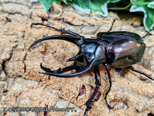 画像をギャラリービューアに読み込む, コーカサスオオカブト(原名亜種) インドネシア ジャワ島アルゴプーロ産 ペア（累代WD ♂91mm ♀Freemm ）

