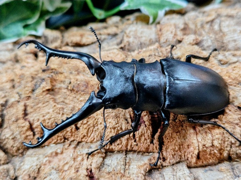 ギラファノコギリクワガタ(亜種ケイスケ) – クワガタムシ・カブトムシ