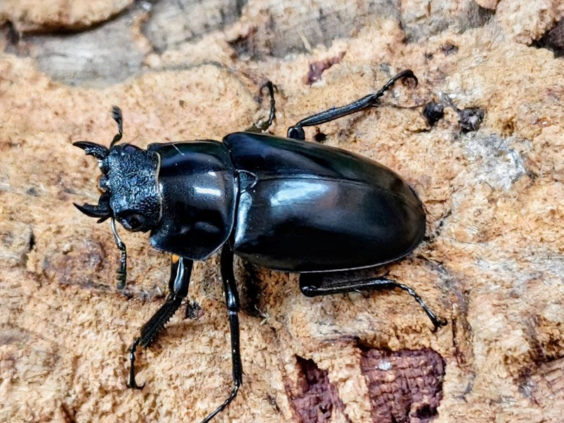 ギラファノコギリクワガタ(亜種ケイスケ) インドネシア ロンボック島産