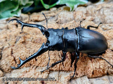 画像をギャラリービューアに読み込む, ギラファノコギリクワガタ(亜種ケイスケ) インドネシア ロンボック島産 ペア（累代WD ♂96mm ♀Freemm ）
