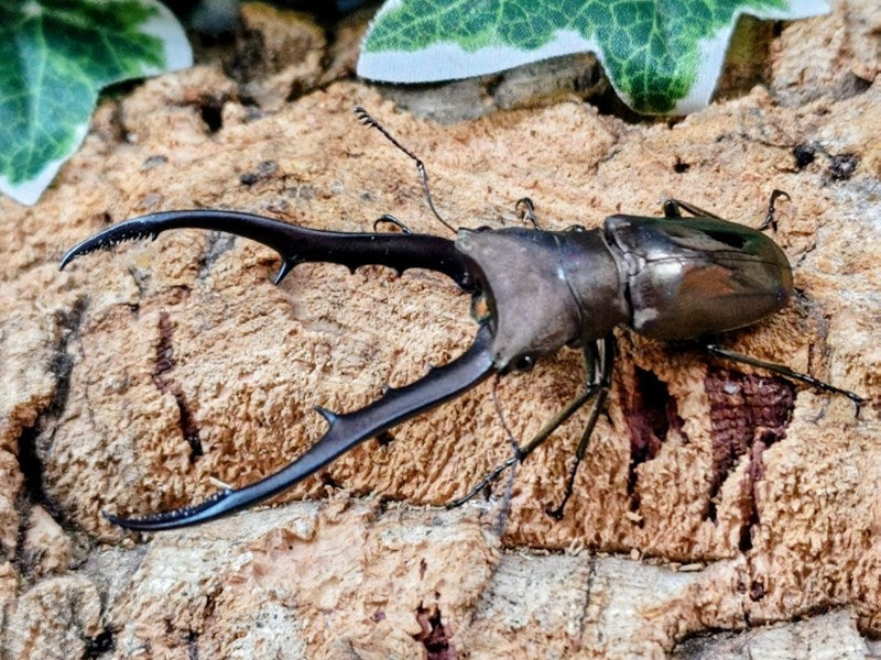 メタリフェルホソアカクワガタ(亜種finae) – クワガタムシ・カブトムシ