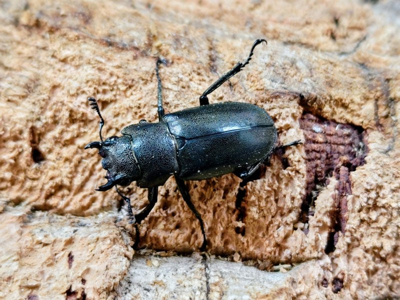 メタリフェルホソアカクワガタ(亜種finae) インドネシア ペレン島産