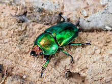 画像をギャラリービューアに読み込む, パプアキンイロクワガタ インドネシア Mt.アルファック産 ペア（累代WD ♂40Upmm ♀Freemm ）
