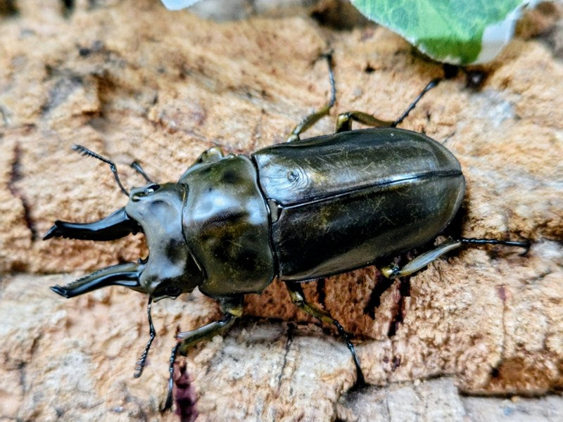国産外国産カブトムシ・クワガタムシ等昆虫専門店カラーズ
