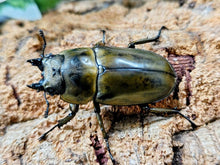 画像をギャラリービューアに読み込む, ローゼンベルグオウゴンオニ インドネシア ジャワ島Mt.ハリムン産 ペア（累代WD ♂64mm ♀49mm ）
