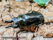 画像をギャラリービューアに読み込む, ローゼンベルグオウゴンオニ インドネシア ジャワ島Mt.ハリムン産 ペア（累代WD ♂63mm ♀47mm ）
