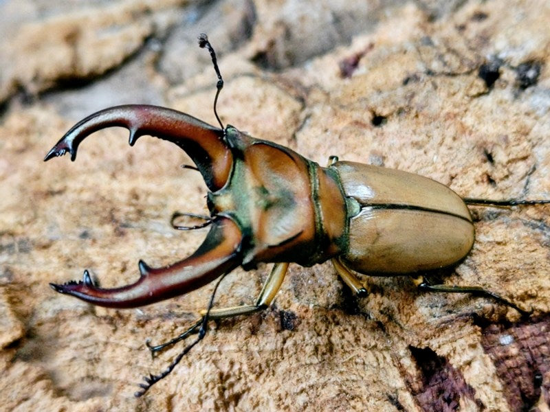 国産外国産カブトムシ・クワガタムシ等昆虫専門店カラーズ