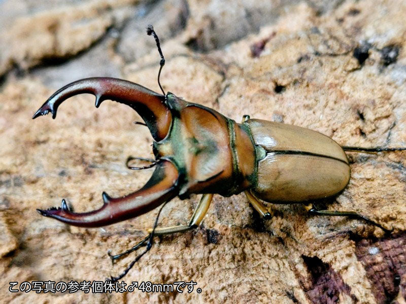 国産外国産カブトムシ・クワガタムシ等昆虫専門店カラーズ