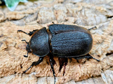 画像をギャラリービューアに読み込む, D.H.オキシデンタリス コロンビア サンタンデール産 ペア（累代CB ♂138mm 2026/1 ♀Freemm 2025/12）
