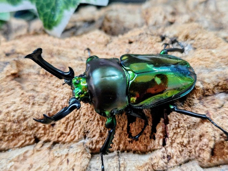 ニジイロクワガタ(グリーン血統) – クワガタムシ・カブトムシ昆虫専門