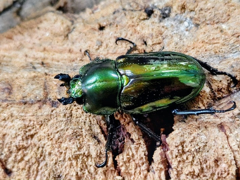 ニジイロクワガタ(グリーン血統) オーストラリア クィーンズランド産
