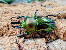 画像をギャラリービューアに読み込む, ニジイロクワガタ(グリーン血統) オーストラリア クィーンズランド産 ペア（累代CB ♂WW・B44(翅パカ)mm 2025/10 ♀Freemm 2025/12）
