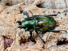 画像をギャラリービューアに読み込む, ニジイロクワガタ(グリーン血統) オーストラリア クィーンズランド産 ペア（累代CB ♂WW・B44(翅パカ)mm 2025/10 ♀Freemm 2025/12）
