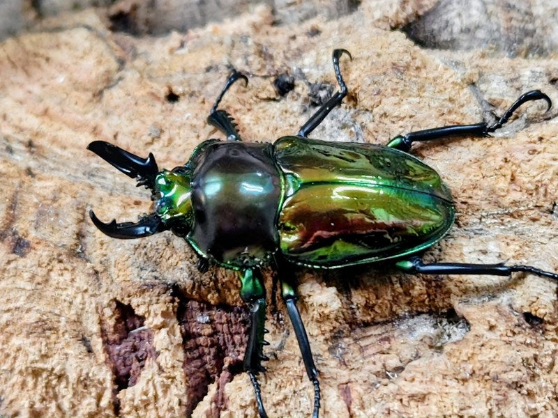 ニジイロクワガタ(ピカール血統) – クワガタムシ・カブトムシ昆虫専門