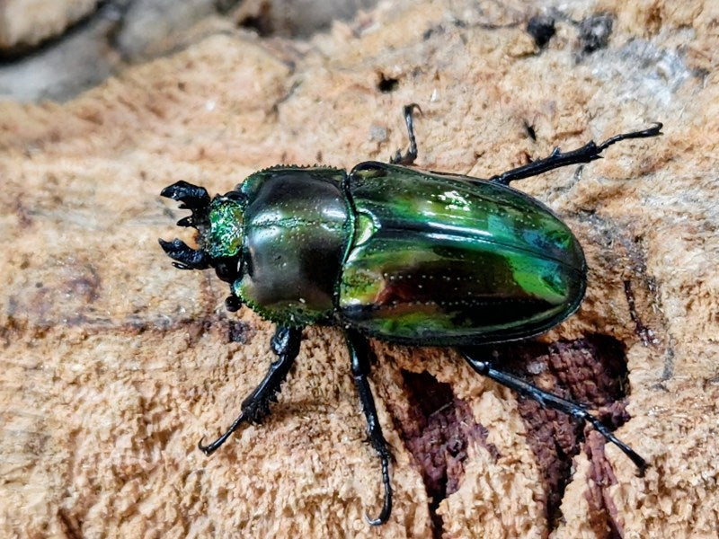 ニジイロクワガタ(ピカール血統) オーストラリア クィーンズランド産