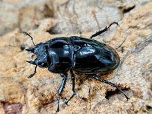 画像をギャラリービューアに読み込む, レギウスオオツヤクワガタ カメルーン 産 ペア（累代CB ♂69mm 2025/9 ♀43mm 2025/8）
