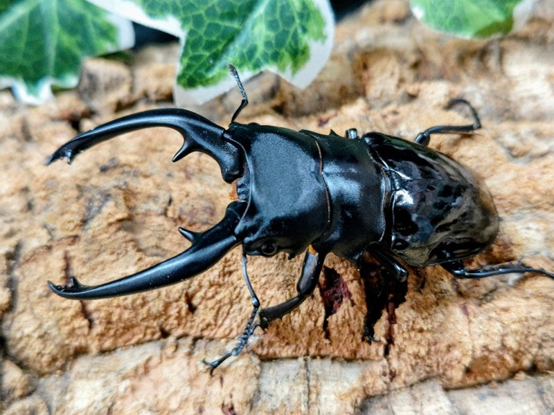 国産外国産カブトムシ・クワガタムシ等昆虫専門店カラーズ