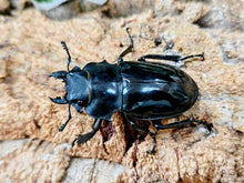 画像をギャラリービューアに読み込む, インターメディアツヤクワガタ フィリピン パラワン島Bataraza産 ペア（累代WD ♂95Upmm ♀Freemm ）
