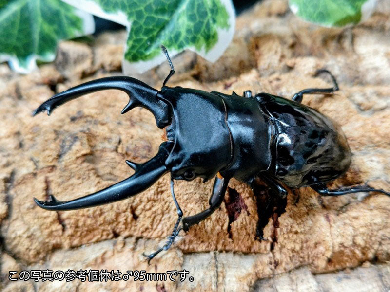 国産外国産カブトムシ・クワガタムシ等昆虫専門店カラーズ