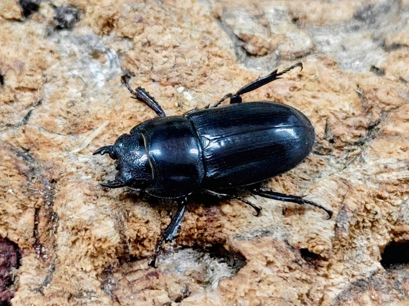 タウルスヒラタクワガタ フィリピン ミンダナオ島マラグサン産 ペア