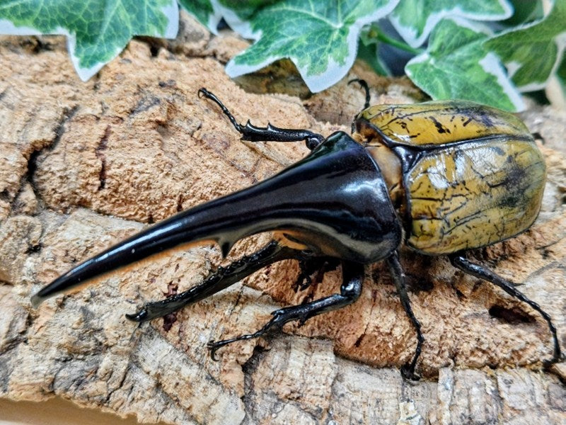 国産外国産カブトムシ・クワガタムシ等昆虫専門店カラーズ