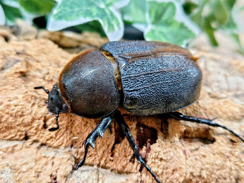 D.H.ヘラクレス フランス領 グアドループ産 ペア（累代CB ♂A'153(胸角