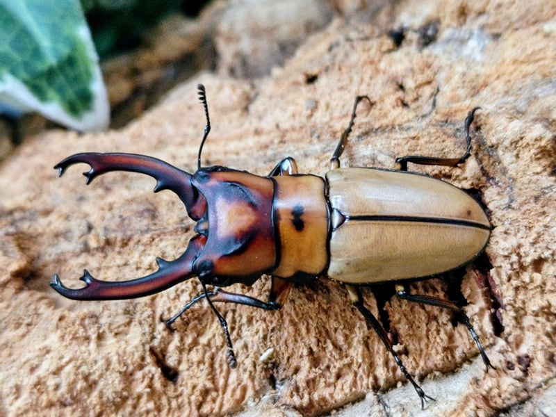 国産外国産カブトムシ・クワガタムシ等昆虫専門店カラーズ