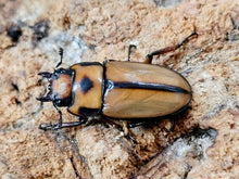 画像をギャラリービューアに読み込む, オキピタリスノコギリクワガタ インドネシア スラウェシ島パロロ・パル産 ペア（累代WD ♂40Upmm ♀Freemm ）
