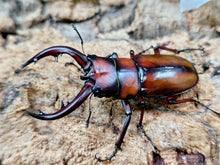 画像をギャラリービューアに読み込む, トカラノコギリクワガタ トカラ列島 中之島産 ペア（累代CBF2 ♂58mm 2025/8 ♀Freemm 2025/8）

