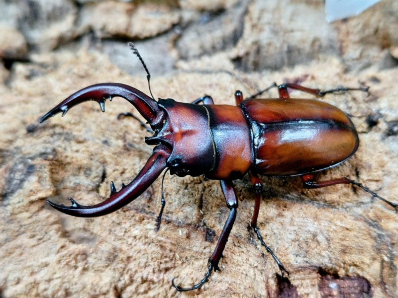 トカラノコギリクワガタ – クワガタムシ・カブトムシ昆虫専門店COLORS