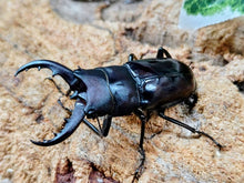 画像をギャラリービューアに読み込む, クメジマノコギリクワガタ 沖縄県 島尻郡久米島町産 ペア（累代WF5 ♂49mm 2025/8 ♀Freemm 2025/8）
