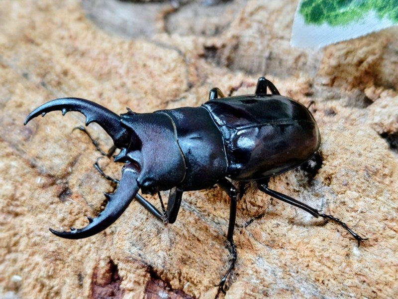 クメジマノコギリクワガタ – クワガタムシ・カブトムシ昆虫専門店COLORS