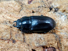 画像をギャラリービューアに読み込む, クメジマノコギリクワガタ 沖縄県 島尻郡久米島町産 ペア（累代WF5 ♂49mm 2025/8 ♀Freemm 2025/8）
