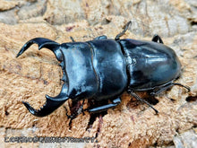 画像をギャラリービューアに読み込む, ダイオウヒラタクワガタ インドネシア ジャワ島イジェン産 ペア（累代WD ♂77mm ♀Freemm ）
