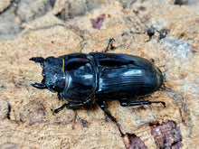 画像をギャラリービューアに読み込む, ダイオウヒラタクワガタ インドネシア ジャワ島イジェン産 ペア（累代WD ♂77mm ♀Freemm ）
