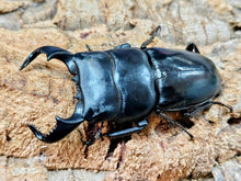 画像をギャラリービューアに読み込む, ダイオウヒラタクワガタ インドネシア ジャワ島イジェン産 ペア（累代WD ♂78mm ♀Freemm ）
