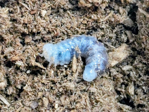 ギラファノコギリ(ダイスケ)幼虫 – クワガタムシ・カブトムシ昆虫専門