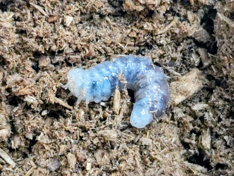 ギラファノコギリクワガタ(亜種ダイスケ)幼虫 フィリピン ネグロス島