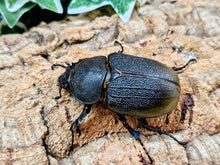 画像をギャラリービューアに読み込む, D.H.オキシデンタリス コロンビア サンタンデール産 ペア（累代CB ♂127mm 2025/12 ♀Freemm 2025/12）
