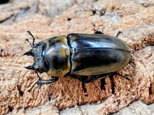 画像をギャラリービューアに読み込む, ローゼンベルグオウゴンオニ インドネシア ジャワ島Mt.ハリムン産 ペア（累代WD ♂65mm ♀47mm ）
